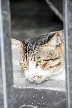 Close up the tigrer cat face in the cage Stock Photos