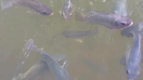 Close-up of tilapia at the surface of the water in a fish pond Stock Footage 339288737