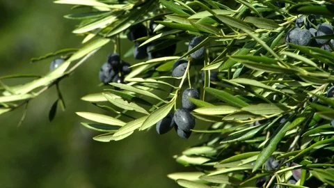 Close-Up, Tilt Up, 10 Seconds Or Greater, Outdoors, Day, Focus On Foreground, Stock-Footage 95823342