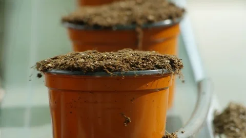 Close-Up, Tilt Up, 10 Seconds Or Greater, Focus On Foreground, Flower Pot, Stock Footage 95862788