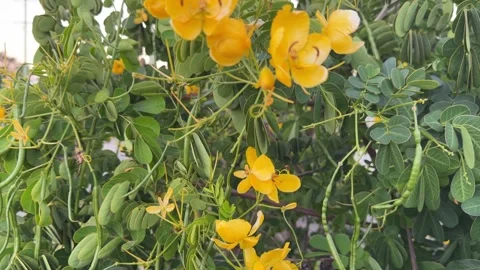 Close-Up Tilt-Up and Push In Shot of Vibrant Yellow Blossoms Stock Footage 339666034