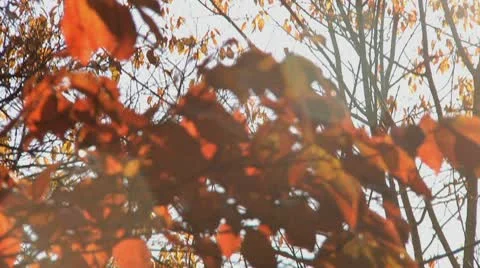 Close Tilt on autumn trees, branches, leaves with sunflare Stock Footage 8984376