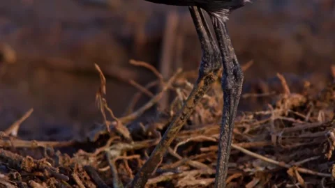 Close up tilt of black-winged lapwing's feet while standing in Africa Stock Footage 252299380