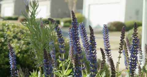 Close Up Tilt Down Shot of Blue Salvia Flowers with Defocused Houses in the Back Stock Footage 133014891