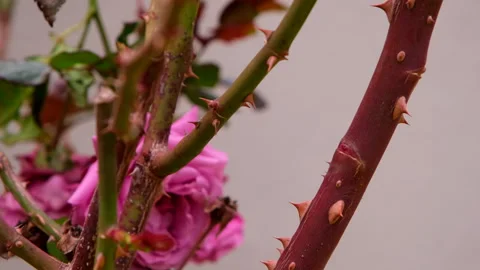 Close-up tilt down shot showing sharp thorns on stem of rose bush Stock Footage 295997389