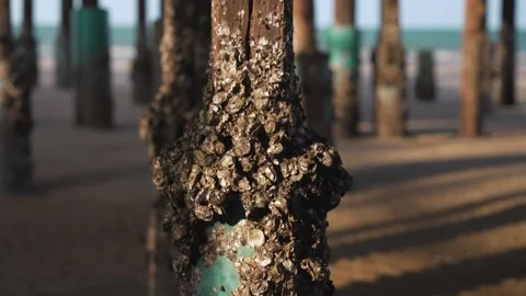 Close up tilt down shot of a weathered wooden pier support covered with Vídeos de archivo 315225316