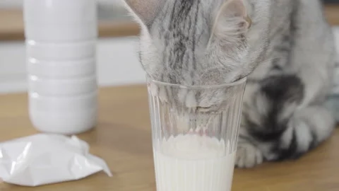 Close up tilt down Young grey cat sticking his head in a glass to reach milk Stock Footage 170767052