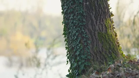 Close-up tilt-up footage of a tree trunk by the lakeshore on a windy winter day Stock-Footage 256458740