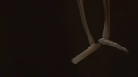 Close up tilt of hanging halloween skeleton Stock Footage