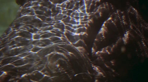 Close tilt up hippo's face before taking a breathe Stock Footage 62067467