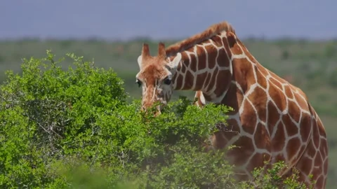 close-tilt-reticulated-giraffes-upper-footage-252380747_iconl.jpeg