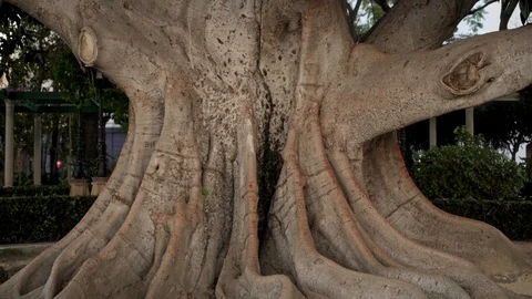 Close up tilt up shot of big tree trunk 스톡 동영상 124736161