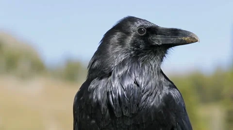 Close-up tilt shot of a black crow with audio Stock Footage 43093327
