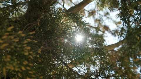 Close up tilt shot of cypress tree pollen, spring allergy pathogen. Stock Footage 151906450