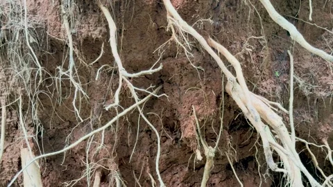 Close up tilt up shot of exposed tree roots tangled over a red clay soil em.. Stock Footage 337582910