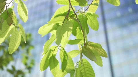 Close-up tilt up shot of green tree leaves with a glass covered skyscraper in Stock Footage 310756983