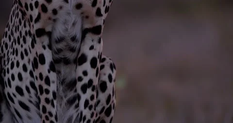Close up tilt shot of a monocular cheetah watching over the plains Stock Footage 308677445