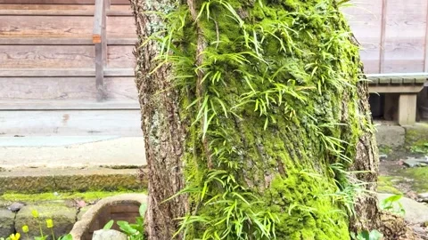 Close Up Tilt Shot of Mossy Tree Trunk in Japanese Garden Vídeo Stock 331972481