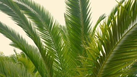 Close up tilt shot of palm tree lush branch crown Stock-Footage 99726050