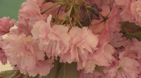 Close up tilt shot of pink carnations Stock Footage 64220856