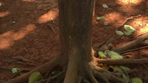 Close up tilt up shot of strong exposed tree roots spreading across dry red.. Stock Footage 342025275