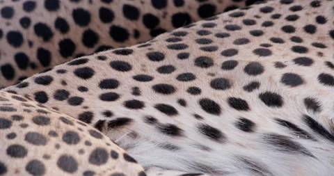 Close up tilt shot of two cheetah's skin pattern lying and breathing Stock Footage 308677666