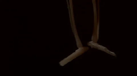 Close up tilt of skeleton hanging on a dark background Stock Footage 67810602