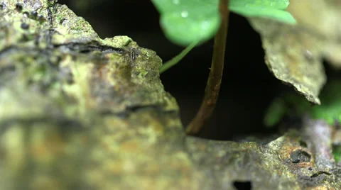 Close Up Tilt On A Small Plant Stock Footage 37605665
