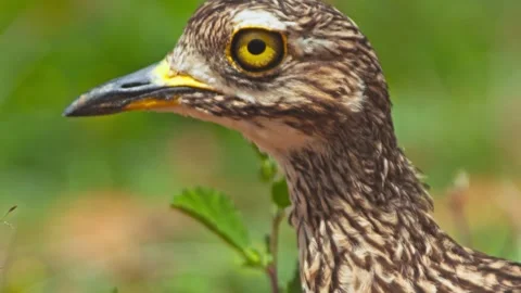 Close up tilt of a spotted thick-knee bird's head at morning in Africa Stock Footage 252294905