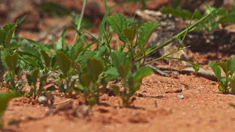 Close up tilt of spotted thick-knee bird sitting on eggs in Africa Stock Footage 252295450