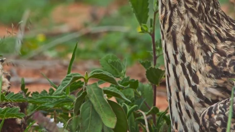 Close up tilt of spotted thick-knee bird's head in an open area in Africa Stock Footage 252295904