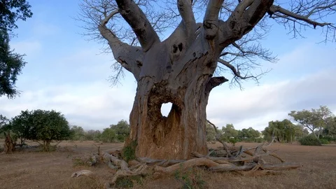 Close-up tilt-up view of a beautiful big Baobab tree with a hole in its base Video stock 112872642