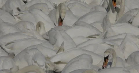 Close up tilt up view flock of swans heads down search food grain in lake while 스톡 동영상 251056094