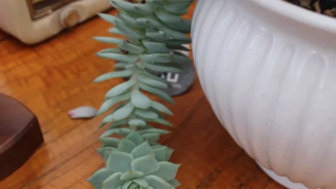 Close Up Tilting Shot of Succulent Plant Hanging From White Ceramic Pot with Video stock 340933036