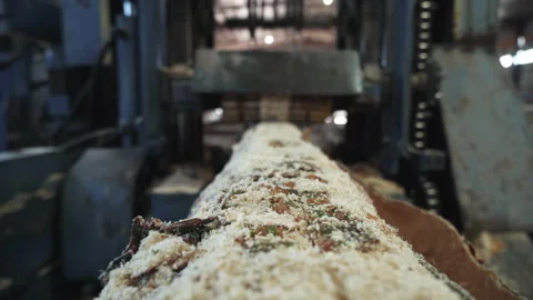 Close-up of a Timber Log exiting the sawing machine after processing at facility Stock Footage 168401876