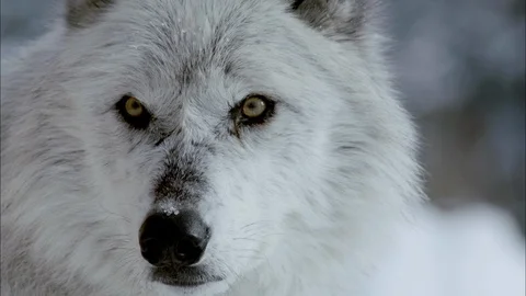 Close-Up of timber wolf looking around in the snow Видео 113231927