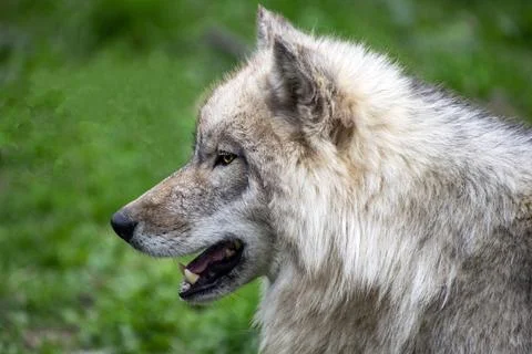Close-up of a Timber Wolf. Stock Photos