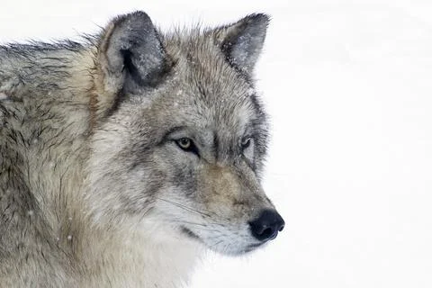 A close-up of a Timber Wolf in a snow-storm. Stock Photos