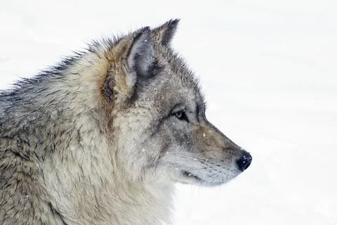 A close-up of a Timber Wolf in a snow-storm. Stock Photos