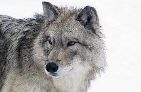 A close-up of a Timber Wolf in a snow-storm. Stock Photos