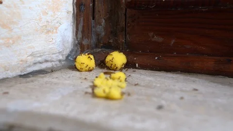 Close-up of time lapse of ants escaping with toxic yellow balls inside the holes Stock Footage 118429444