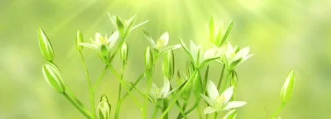 Close-up time lapse banner of a blooming spring flower 動画素材 276223628