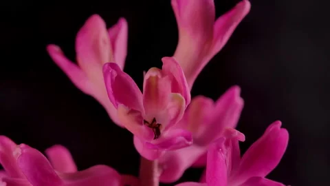 Close-up Time Lapse Blooming Pink Flowers and Purple Petal Plants Isolated 4k Stock Footage 151469638