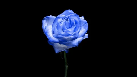 A close-up time-lapse of a blue rose fading against a black background. This hig 스톡 동영상 342280549