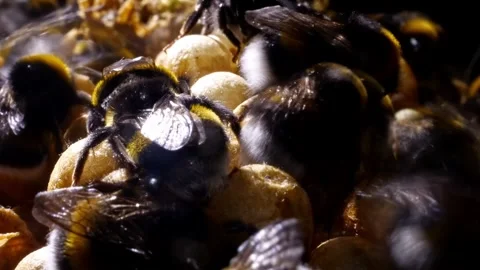 Close-Up Time-Lapse in Bumblebee Nest – 4K Cinematic Lighting 스톡 동영상 320671760