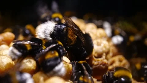 Close-Up Time-Lapse Bumblebee Queen with Colony – 4K Cinematic Видео 320671626