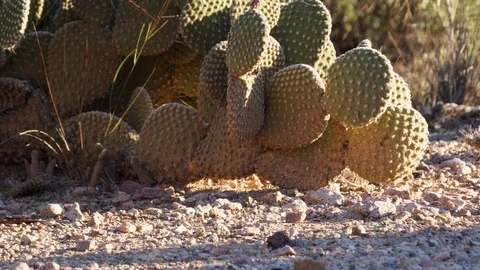Close up time-lapse of cacti in desert Stock Footage 102385162