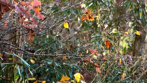 Close up time lapse of fall foliage in the morning Video stock 83782882