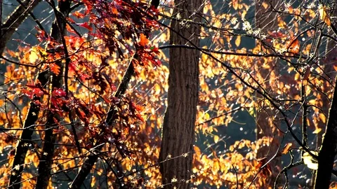 Close up time lapse of fall foliage in the morning Video stock 83782994