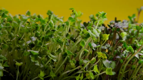 Close-up Time Lapse Growing Green Sprouts Plants Seeds in Greenhouse Agriculture Stock Footage 151456834